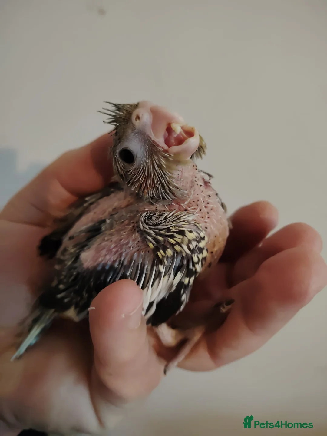 Cockatiels birds for sale: Baby cockatiels hand rear - Advert 1