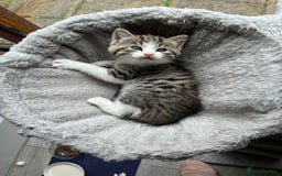 Mixed Breed cats for sale: Adorable Playful Happy Mixed breed kittens - Image 23