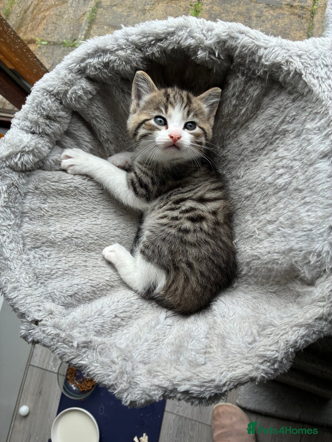 Mixed Breed cats for sale: Adorable Playful Happy Mixed breed kittens - Image 23