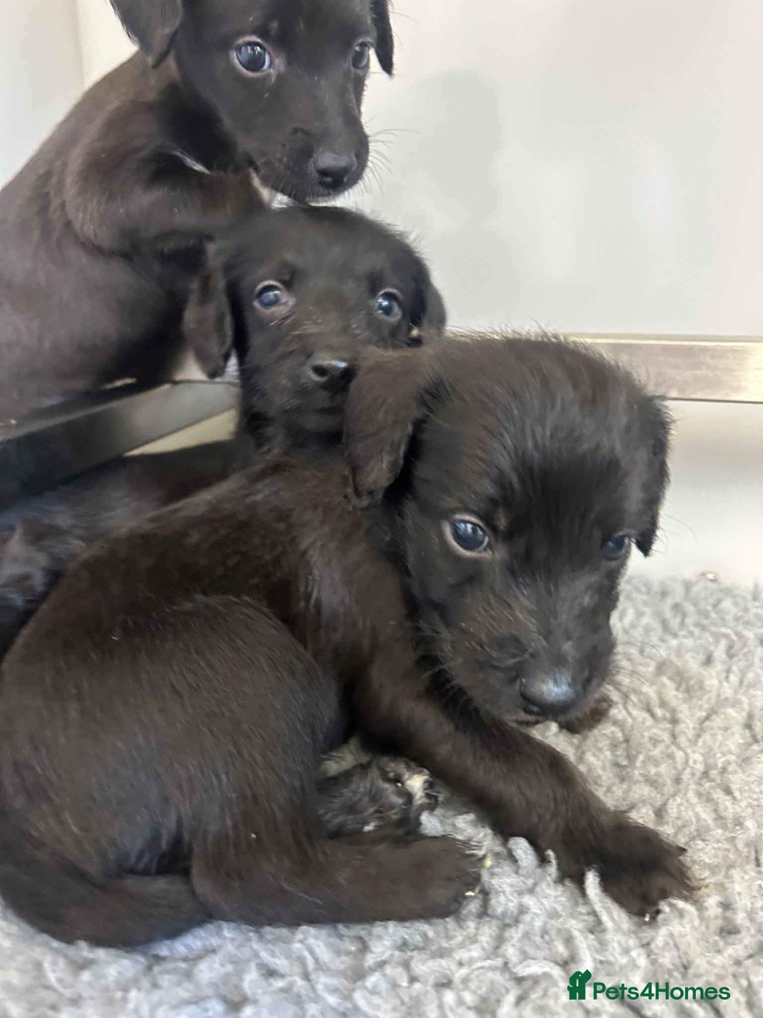 Mixed Breed dogs GENUINE HALF CROSS BEDDY WHIPPETS  - Advert 1