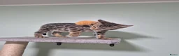 Bengal cats for sale: Brown Charcoal Bengals – Girl & Boy – Reserve🥰 - Advert 12