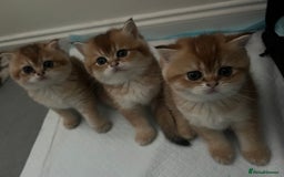 Scottish Fold cats for sale: Scottish Straight Golden Shaded Rare Affectionate - Image 6