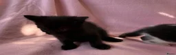 Mixed Breed cats for sale: Beautiful kittens  - Advert 2