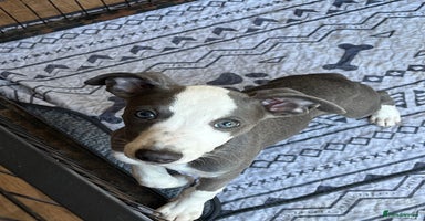 Whippet dogs - Advert 1