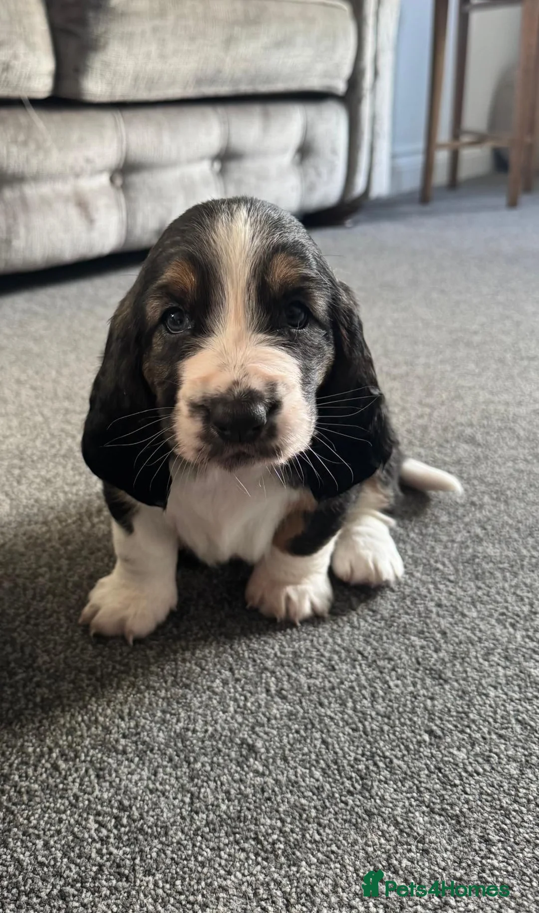 Basset Hound dogs for sale: One Beautiful Basset Hound Pup (Bertha) remaining. - Advert 11