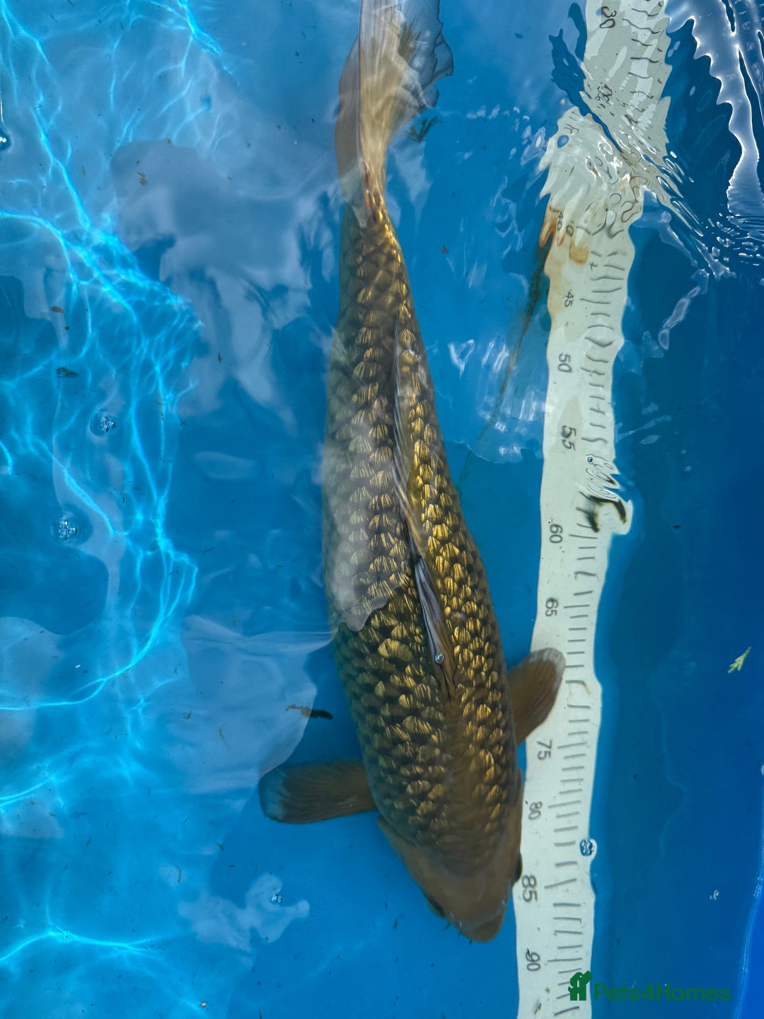 Koi Carp fish for sale: Various koi carp for sale  - Image 19