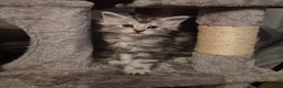Maine Coon cats for sale: Maine Coon kittens - Advert 35