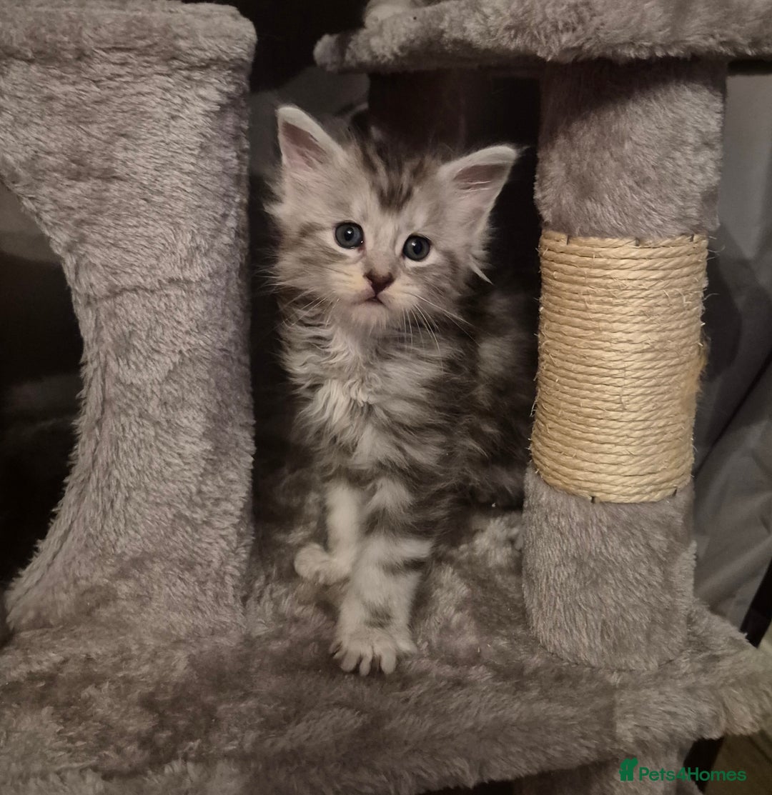 Maine Coon cats for sale: Maine Coon kittens - Advert 35