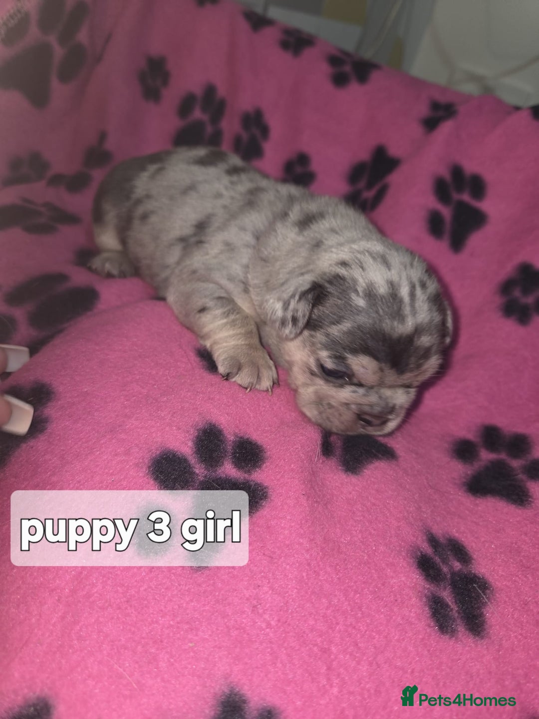 French Bulldog dogs for sale: Frenchie puppies for sale  - Advert 4