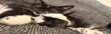Domestic Shorthair 1