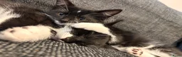 Domestic Shorthair cats for sale: Female kitten  - Advert 3