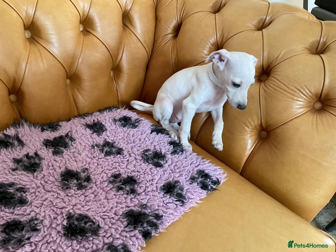 Italian Greyhound dogs for sale: Gorgeous Italian greyhound puppies  - Image 25
