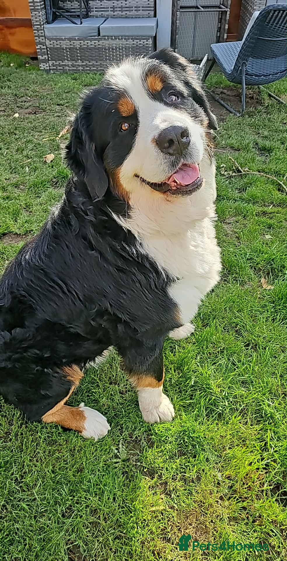 Bernese Mountain Dog dogs 🐶 Bernese Mountain Dog – Proven Stud Available 🧬 - Advert 2