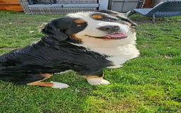 Bernese Mountain Dog dogs for stud: 🐶 Bernese Mountain Dog – Proven Stud Available 🧬 - Image 1