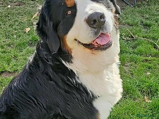 Bernese Mountain Dog dogs - Advert 1