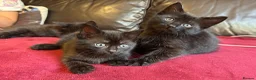 Mixed Breed cats for sale: Kittens for sale  in Grays - Advert 6