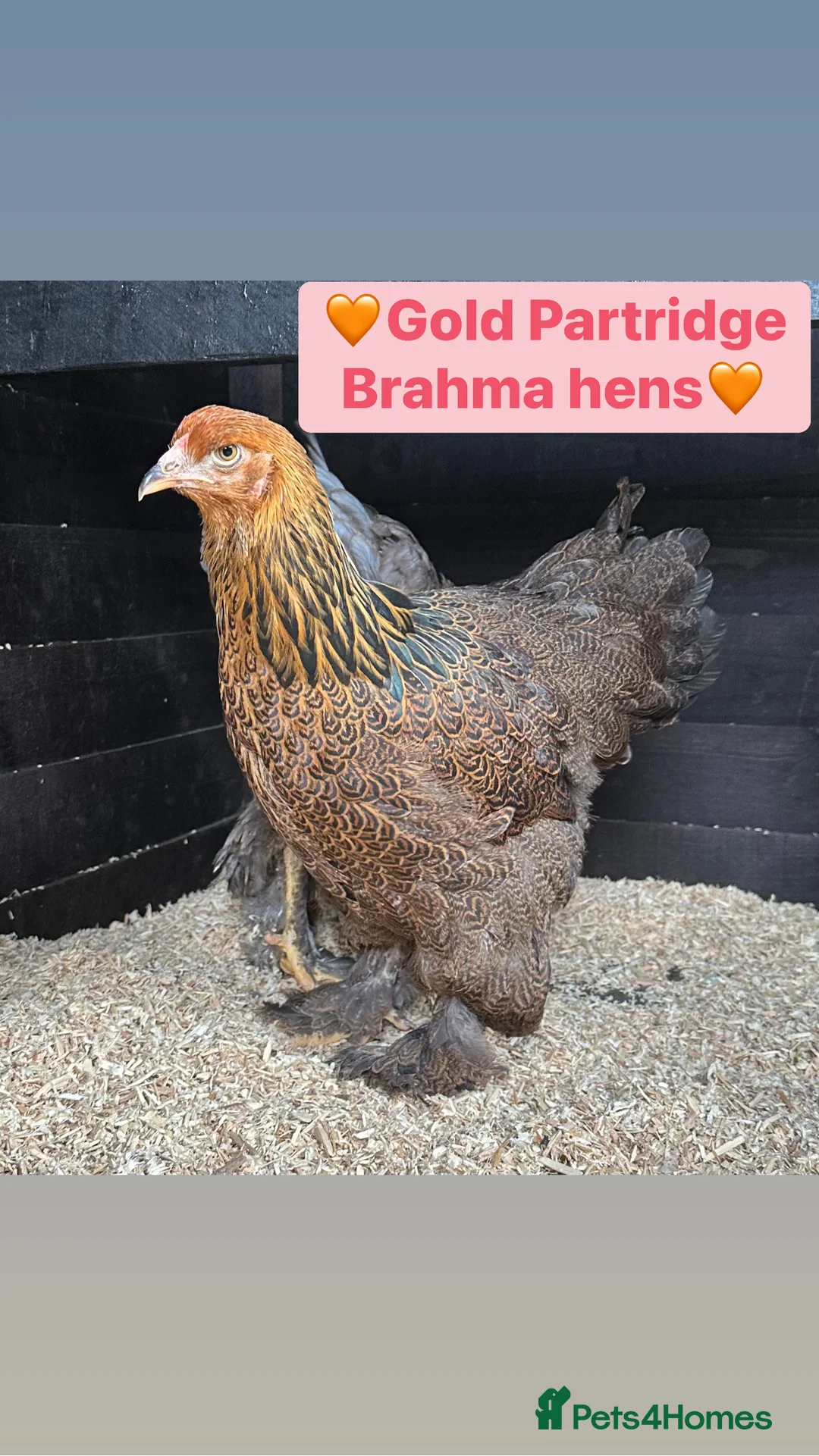Chickens poultry for sale: Large fowl Brahma and faverolle hens  - Advert 1