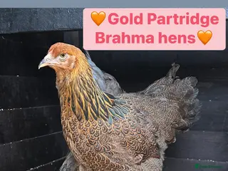 Chickens poultry Large fowl Brahma and faverolle hens - Advert 2