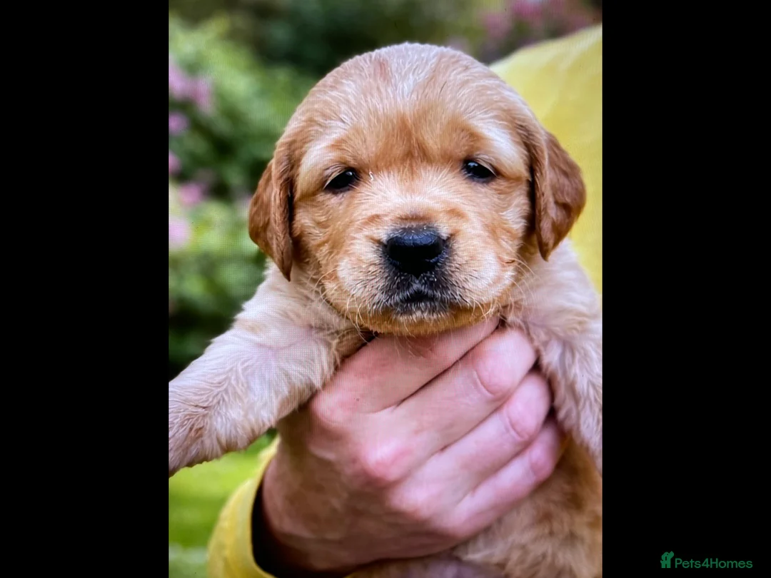 Golden Retriever dogs for sale: Fox red golden retriever puppies  - Advert 9