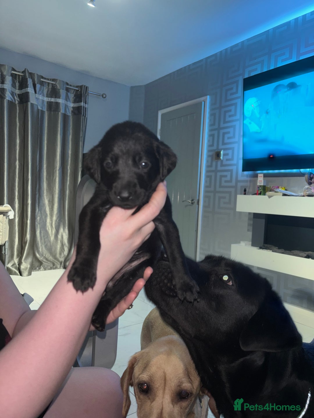 Labrador Retriever dogs for sale: 3 black labs  - Advert 3