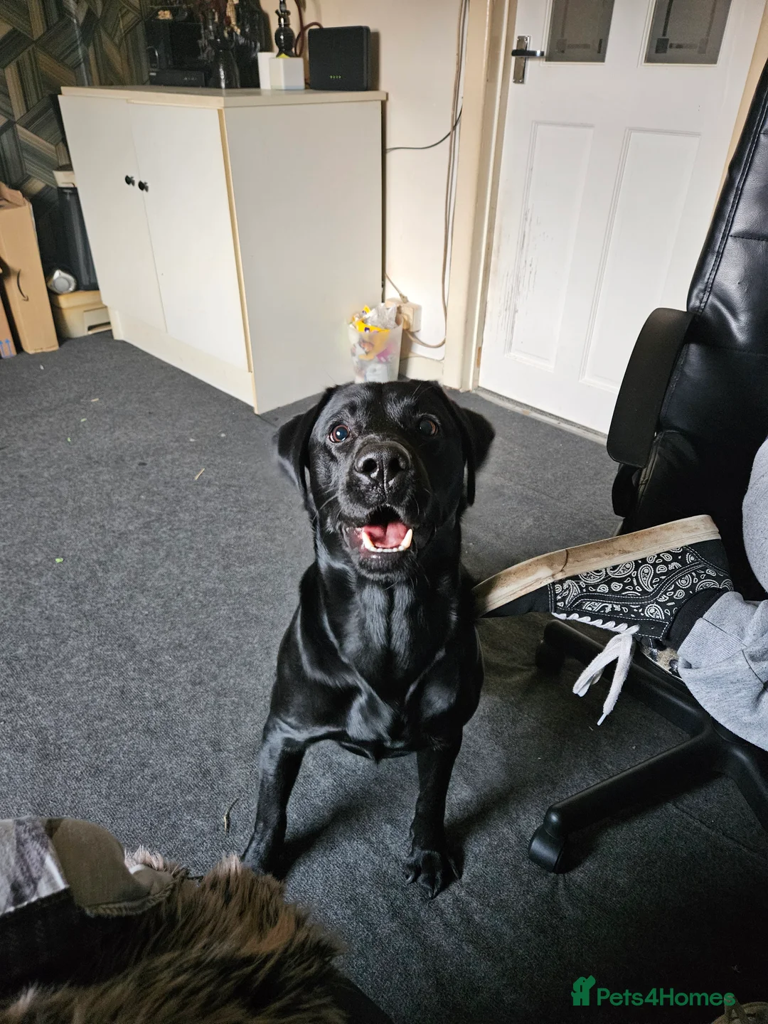 Labrador Retriever dogs for sale: 4 year old male labrador  - Advert 11