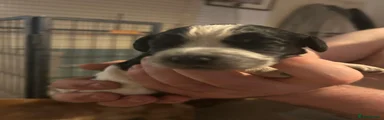 Dog puppy one