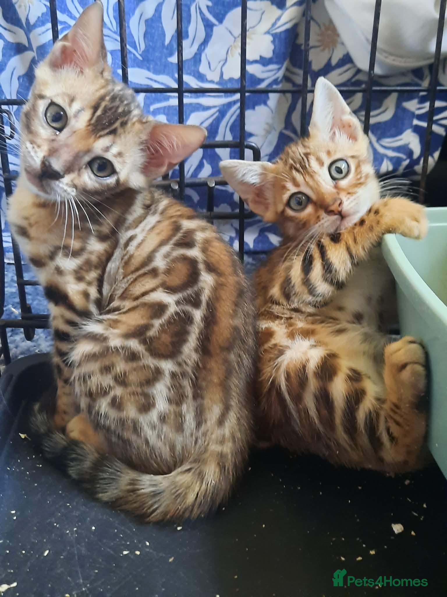 Bengal cats Stunning litter of brown rosetted Bengal cubs  - Advert 1