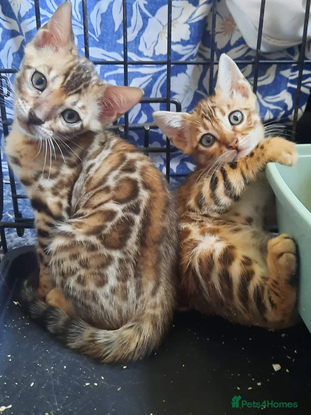 Bengal cats for sale: Stunning litter of brown rosetted Bengal cubs  - Advert 1