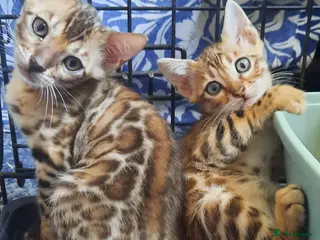 Bengal cats Stunning litter of brown rosetted Bengal cubs - Advert 2