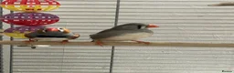 Finches birds for sale: Male and female zebra finches for sale  in Burton-on-Trent - Advert 7