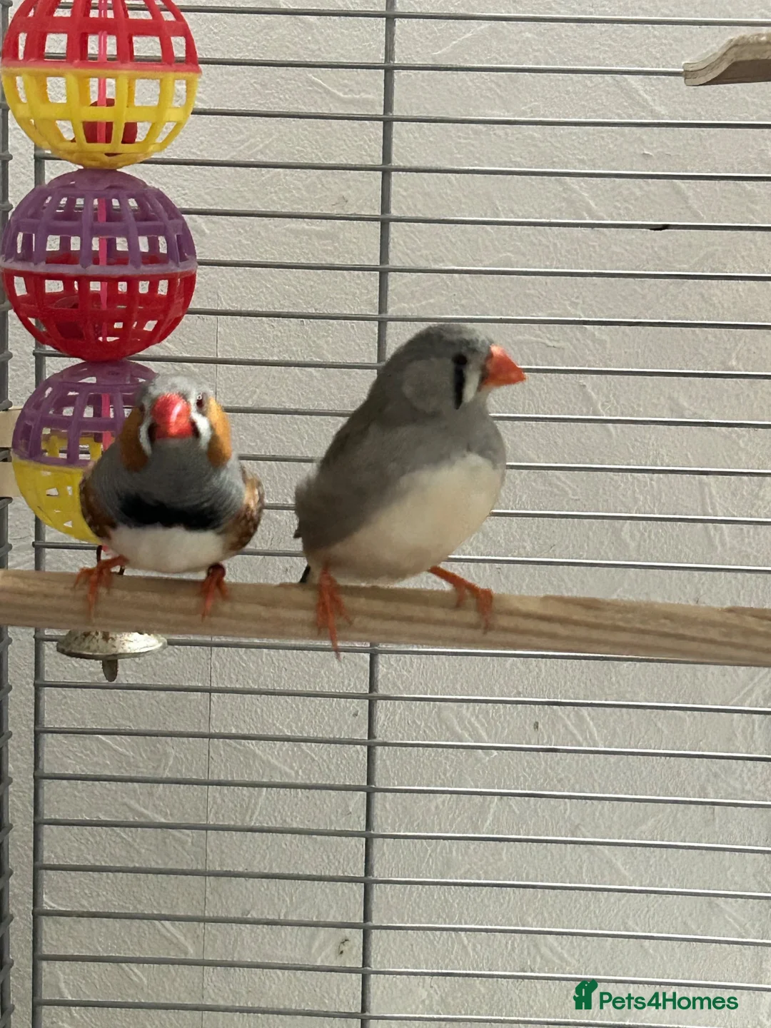 Finches birds for sale: Male and female zebra finches for sale  in Burton-on-Trent - Advert 7