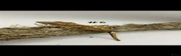 Gecko reptiles for sale: NEW Adult + Juvenile Crested Geckos + Lilly Whites - Advert 12