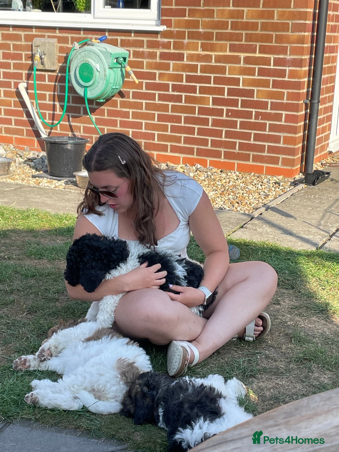 Standard Poodle dogs for sale: Standard Poodle x St Berdoodle  - Image 32
