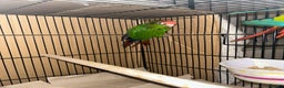 Budgerigars birds for sale: Beautiful Red Crown Conure for sale!!!  - Advert 2