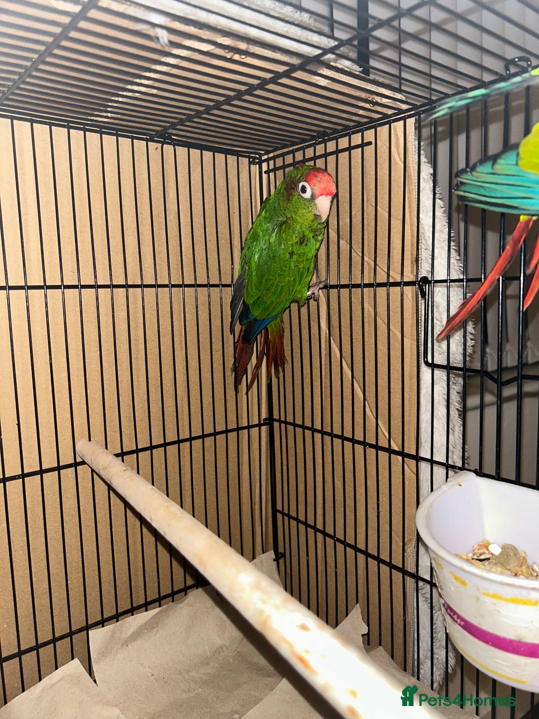 Budgerigars birds for sale: Beautiful Red Crown Conure for sale!!!  - Image 2