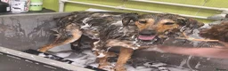 Mixed Breed dogs for adoption: Brownie | Gentle, Shy & Ready to Trust ❤️ - Advert 5