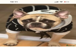French Bulldog dogs for sale: French Bulldog  - Image 5