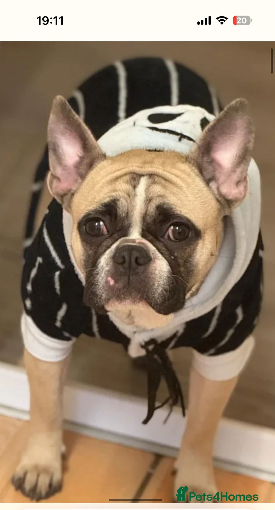 French Bulldog dogs for sale: French Bulldog  - Image 5