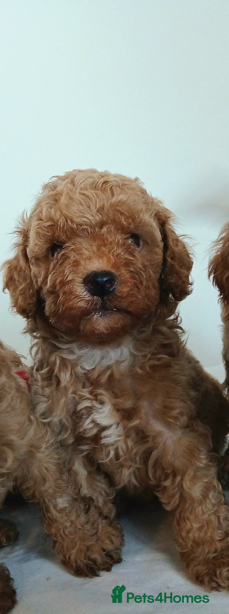 Maltipoo dogs 🐶 Beautiful F1B Maltipoo Puppies Available 🐶 - Advert 18