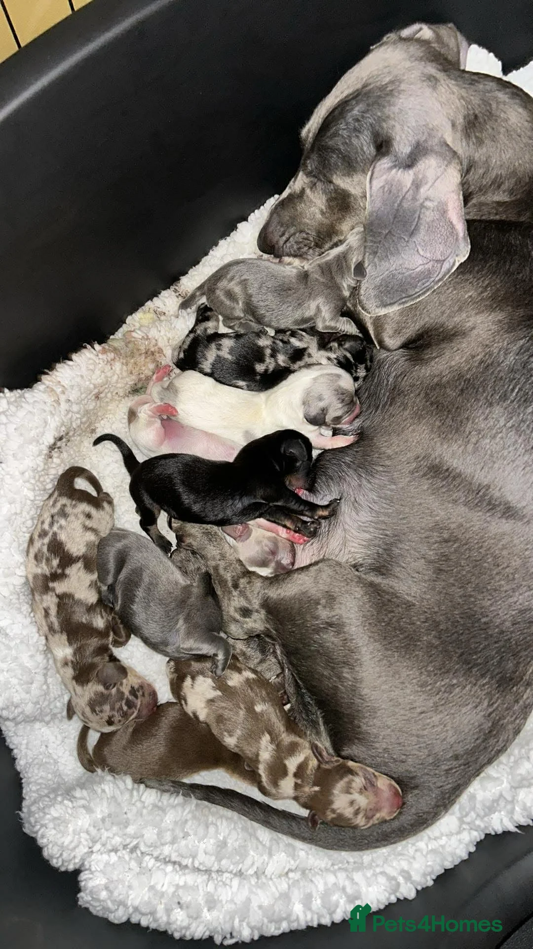 Miniature Dachshund dogs for sale: Miniature dachshunds  - Advert 4