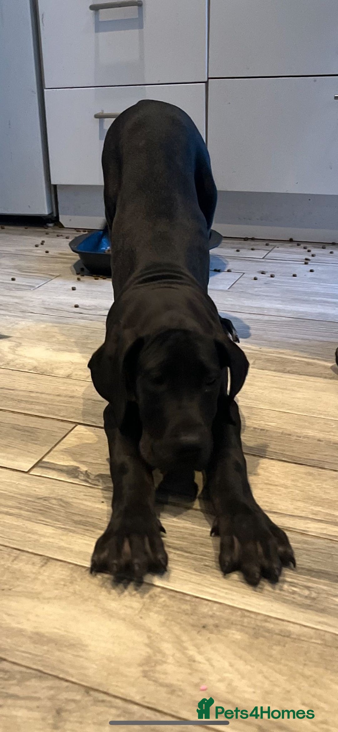 Great Dane dogs for sale: 2 beautiful black Great Danes - Image 2