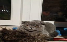 Scottish Fold cats for sale: Last British Shorthair kitten - Advert 40