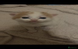 American Shorthair cats for sale: 2 ginger and white calico kittens  - Advert 9