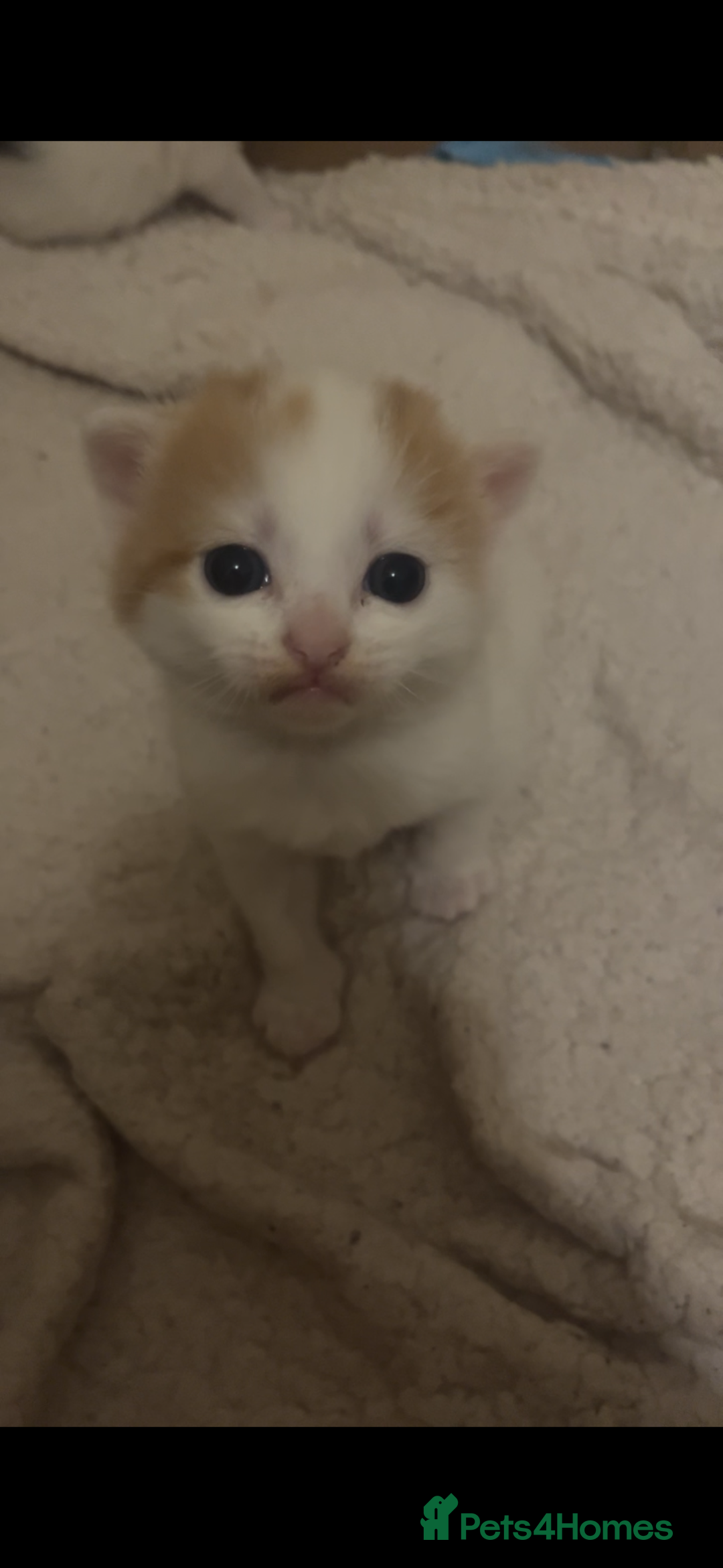 American Shorthair cats for sale: 2 ginger and white calico kittens  - Advert 9