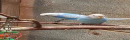 Budgerigars birds for sale: Young budgies for sale. £25 each in Sandbach - Advert 3