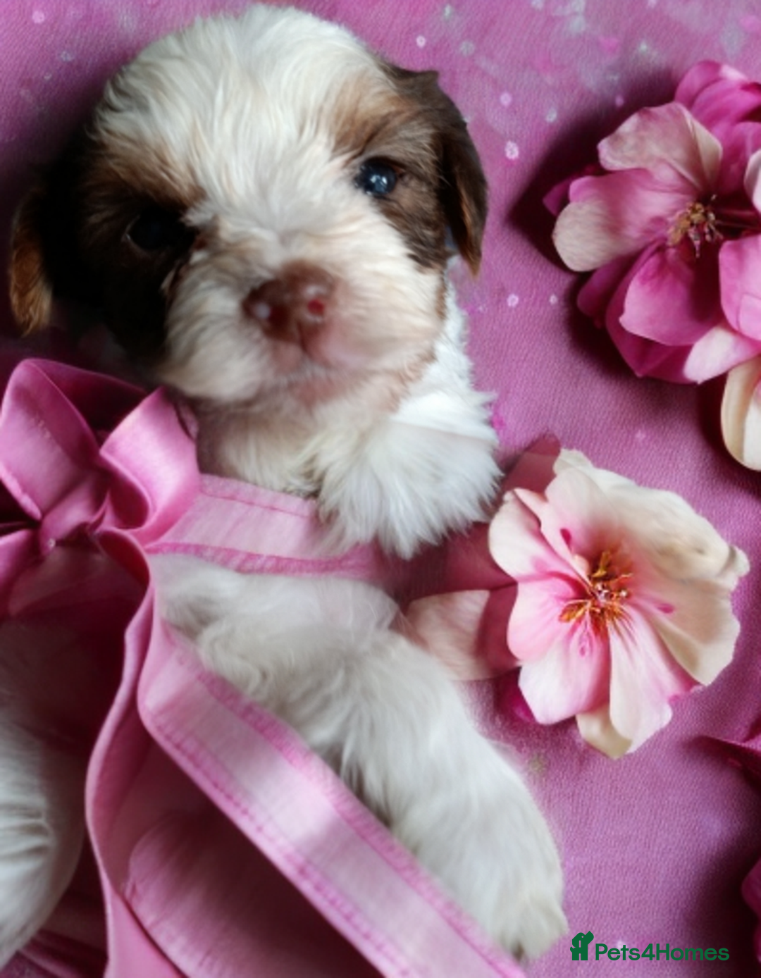 Yorkshire Terrier dogs for sale: Posh puppies😍 colored Yorkshire terrier  - Advert 1