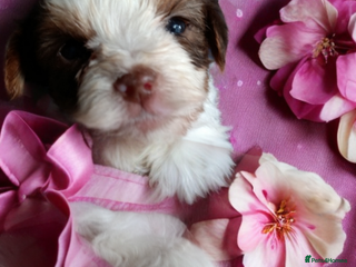 Yorkshire Terrier dogs Posh puppies😍 colored Yorkshire terrier - Advert 9