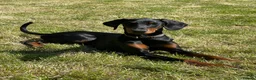 Dobermann dogs for sale: Female Doberman 6 months old in Sturminster Newton - Advert 1