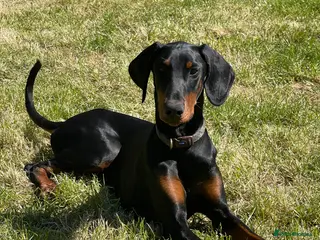 Dobermann dogs Female Doberman 6 months old - Advert 6