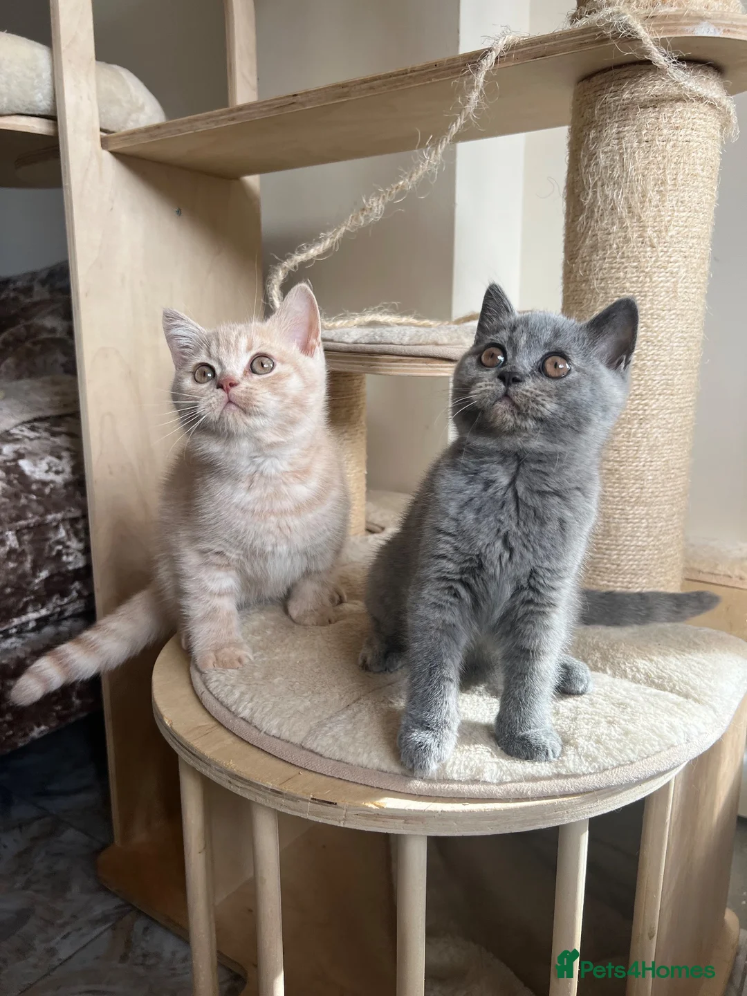 British Shorthair cats for sale: Outstanding Gccf REG - 2 LEFT🏆  - Advert 1